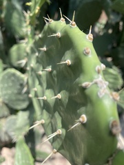 Opuntia