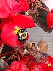 Bombus impatiens