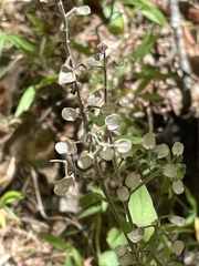 Scutellaria