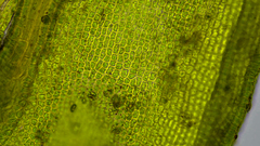 Schistidium rivulare