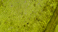 Schistidium rivulare