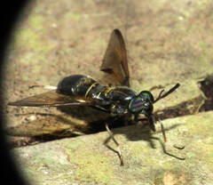 Acanthocera fairchildi