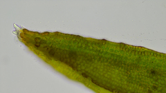 Schistidium rivulare