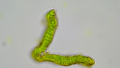 Schistidium rivulare