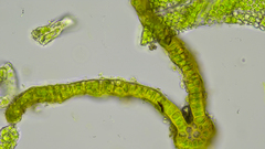 Schistidium rivulare