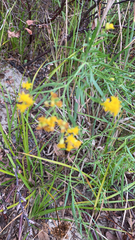 Euthamia caroliniana