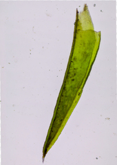 Schistidium rivulare