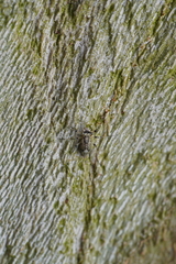 Mesopsocus