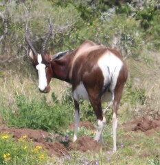 Damaliscus pygargus pygargus