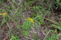 Solidago chapmanii