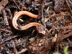 Plethodon vehiculum