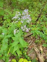 Symphyotrichum cordifolium