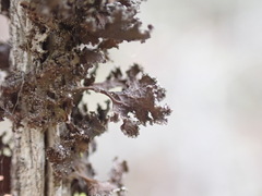 Tuckermanopsis chlorophylla