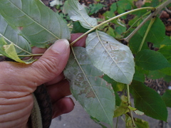 Phyllactinia fraxini
