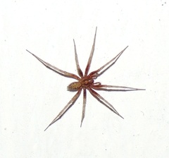 Tegenaria domestica