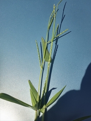 Urochloa platyphylla