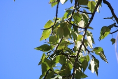 Populus balsamifera