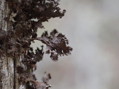 Tuckermanopsis chlorophylla