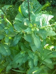 Scrophularia auriculata