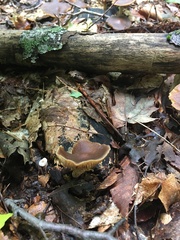 Simocybe centunculus