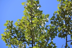 Populus balsamifera