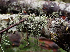Hypogymnia imshaugii