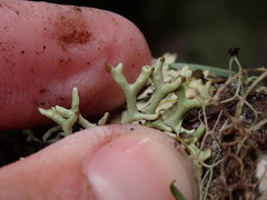 Hypogymnia imshaugii