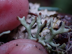 Hypogymnia imshaugii