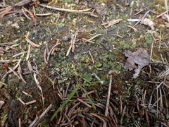 Peltigera venosa