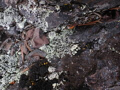 Lecanoromycetidae