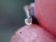 Hypogymnia imshaugii