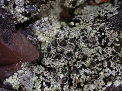 Lecanoromycetidae
