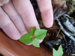 Liquidambar styraciflua