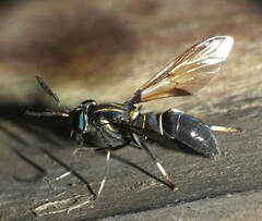 Acanthocera fairchildi