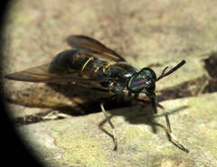 Acanthocera fairchildi