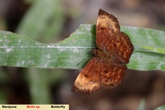 Bolla cyclops