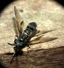 Acanthocera fairchildi