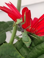 Stagmomantis carolina