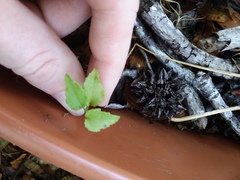 Liquidambar styraciflua
