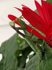 Stagmomantis carolina