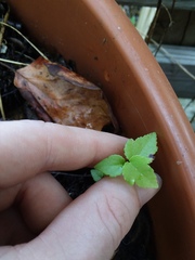 Liquidambar styraciflua