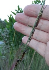 Myzinum quinquecinctum