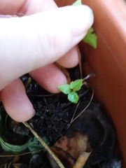 Liquidambar styraciflua