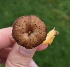 Craterellus tubaeformis