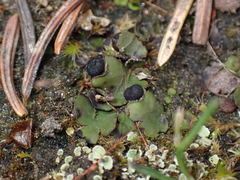 Peltigera venosa