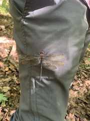 Somatochlora linearis