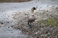 Branta sandvicensis