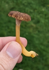 Craterellus tubaeformis