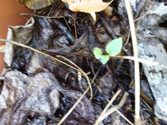 Liquidambar styraciflua