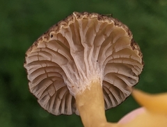 Craterellus tubaeformis